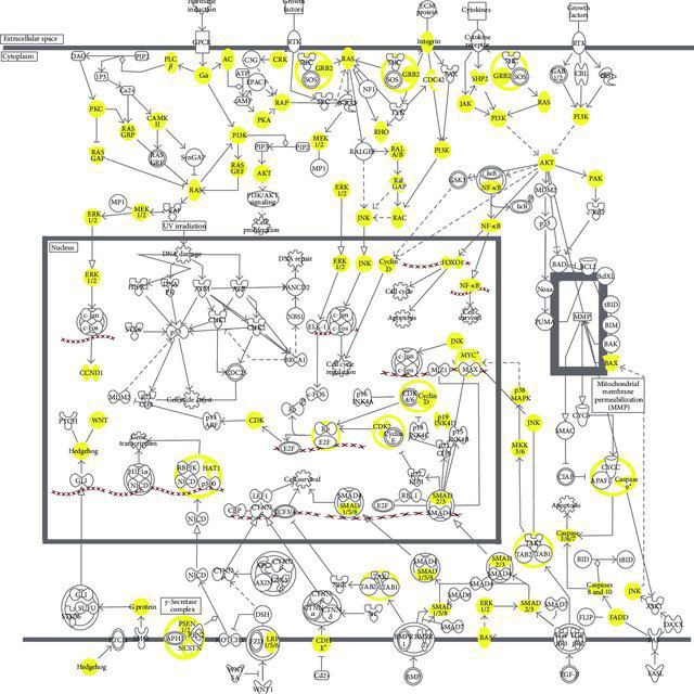 Avatar Очерки фундаментальной онкологии