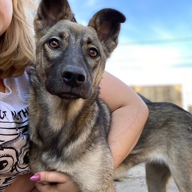 Avatar Irina_doghelp