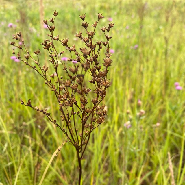 Avatar Астрагал•Pro Природу и Ландшафт