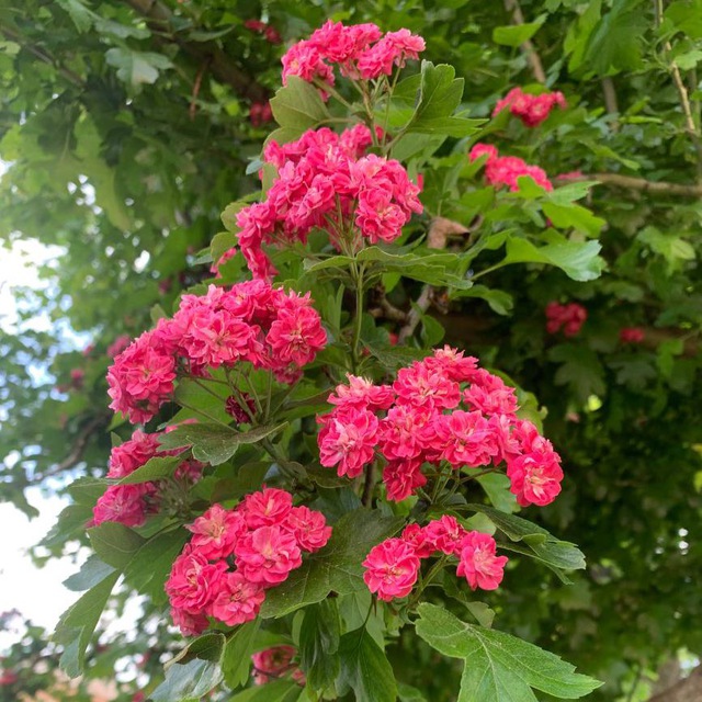 Avatar Кроссплантинг и всё о растениях